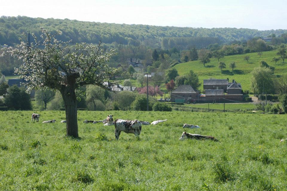 vaches Normandes dans un pré