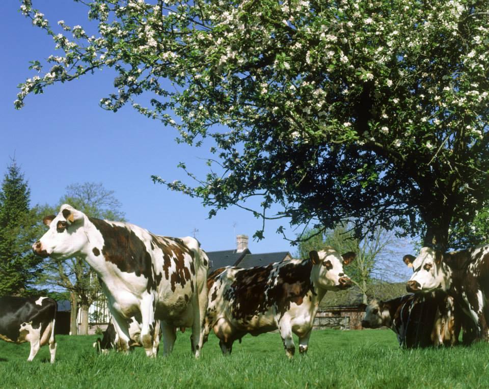 vaches normandes dans un champs