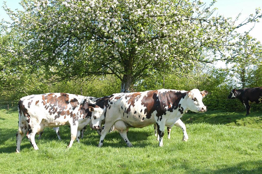 vaches normandes au pré
